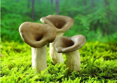 	萬康餐飲營養師(shī)推薦适合夏季多(duō)食用(yòng)的(de)食材